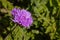 Purple pink Stokes Aster Stokesia laevis flower in bloom