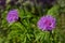 Purple pink Stokes Aster Stokesia laevis flower in bloom