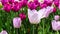 Purple and pink tulips flowers