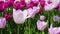 Purple and pink tulips flowers and wind