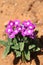 Purple Pink Verbena Flowers