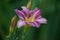 Purple pink and white daylily with yellow throat and flower buds among green leaves in Michigan garden