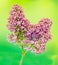 Purple, pink and white Syringa vulgaris (lilac or common lilac) flowers, close up, green background