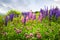 Purple and pink wildflowers in Newfoundland