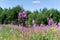 Purple pink of Willowherb on a field, meadow with flowers in sunlight. Fireweed close-up. Forest background. Nature of Russia