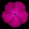 Purple Pinks Dianthus wild flower Isolated on black