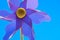 Purple Pinwheel Closeup