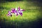 Purple pinwheel on a green grass