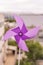 Purple pinwheel in the midday sun with trees and buildings