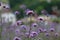 Purple piramidal orchid flowers in the park