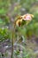 Purple Pitcher Plant Flower