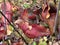 Purple Pitcher Plant Traps