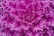 Purple plant macro detail. Fractal background. Ultra violet