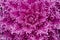 Purple plant macro detail. Fractal background. Ultra violet. Bot