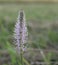 Purple Plantago flower on the meadow.