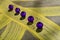 Purple plastic beads on a yellowish surface