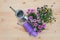 Purple plastic flower pots, watering can, gardening tools, seedlings of osteospermum african daisy and pansy flowers.