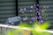 Purple platycodon flowers