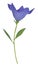 Purple Platycodon grandiflorus flower