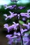 Purple Plectranthus