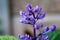 Purple plectranthus flower blooming garden