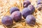 Purple plum drops
