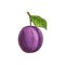 Purple plum fruit isolated sketch, damson prune