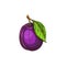 Purple plum fruit isolated sketch, damson prune