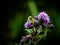 Purple Plume thistle and Yellow Bee gathering Pollen