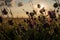 purple plumeless thistle during sunset