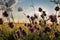 purple plumeless thistle during sunset