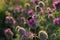 purple plumeless thistle during sunset