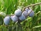 Purple plums hanging on the tree . Tuscany, Italy