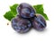 Purple plums isolated on the white background