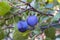 Purple plums ripe in the plum tree, ripe purple plums, natural organic plums are harvested ripe purple plums, natural organic plum