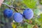 Purple plums ripe in the plum tree, ripe purple plums, natural organic plums are harvested ripe purple plums, natural organic plum