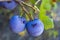 Purple plums ripe in the plum tree, ripe purple plums, natural organic plums are harvested ripe purple plums, natural organic plum