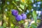 Purple plums ripe in the plum tree, ripe purple plums, natural organic plums are harvested ripe purple plums, natural organic plum