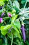 Purple pods of garden peas