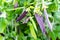 Purple pods of garden peas