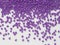 Purple polymer masterbatch granules on white background