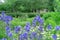 Purple polymonium flowers known as Jacob`s-ladder or Greek valerian