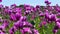 Purple poppies field in Germany. Flowers and seed head. Poppy sleeping pills, opium.