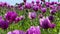 Purple poppies field in Germany. Flowers and seed head. Poppy sleeping pills, opium.