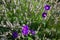 Purple poppies in a field of lavender