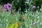 Purple poppies and other flowers in a meadow of colourful wild flowers, outside Eastcote House Gardens, Eastcote, Hillingdon, UK