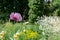 Purple poppies and other flowers in a meadow of colourful wild flowers, outside Eastcote House Gardens, Eastcote, Hillingdon, UK