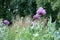 Purple poppies and other flowers in a meadow of colourful wild flowers, outside Eastcote House Gardens, Eastcote, Hillingdon, UK