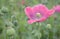 Purple poppy blossom in Czech