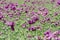Purple poppy blossoms in a field.